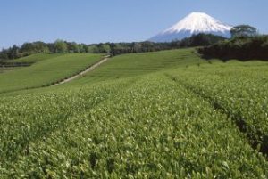 green-tea_fuji
